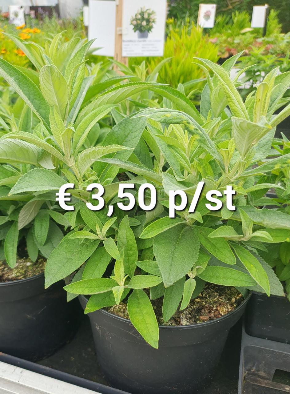 TUINPLANTEN Oudelande
