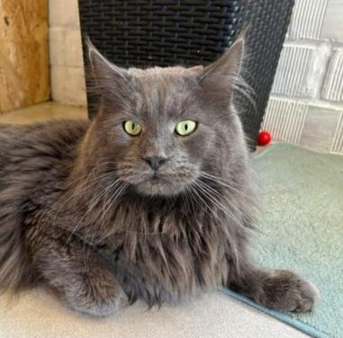Blauwe solid maine coon dekkater