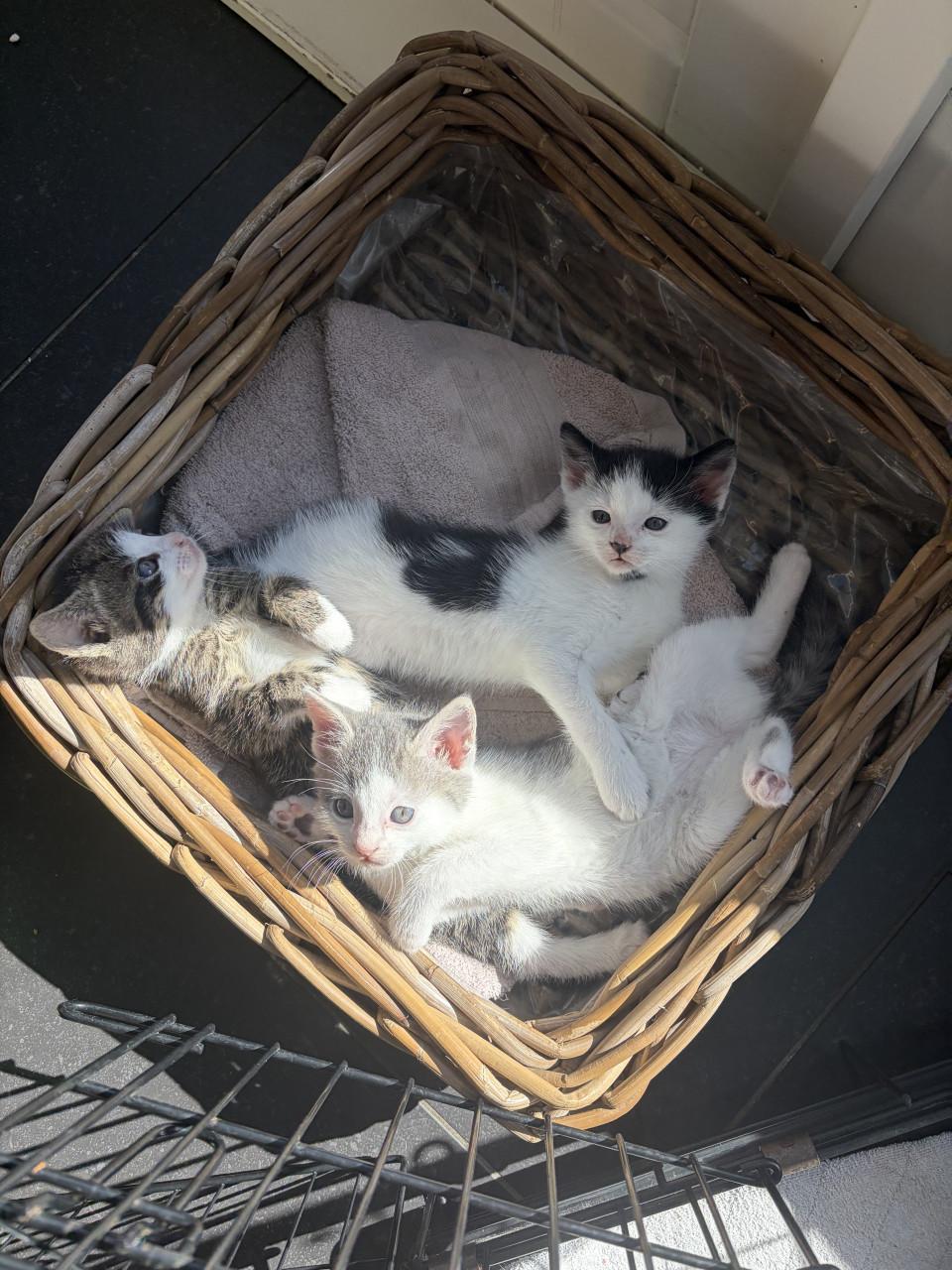 Kittens