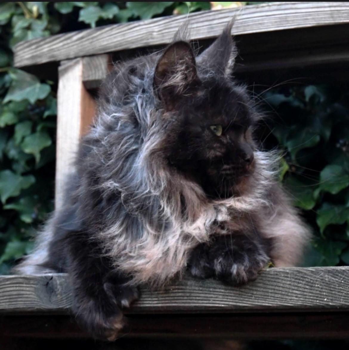 Black Smoke Polydactyl Maine Coon met stamboom