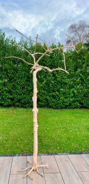 Java boom 250 cm hoog