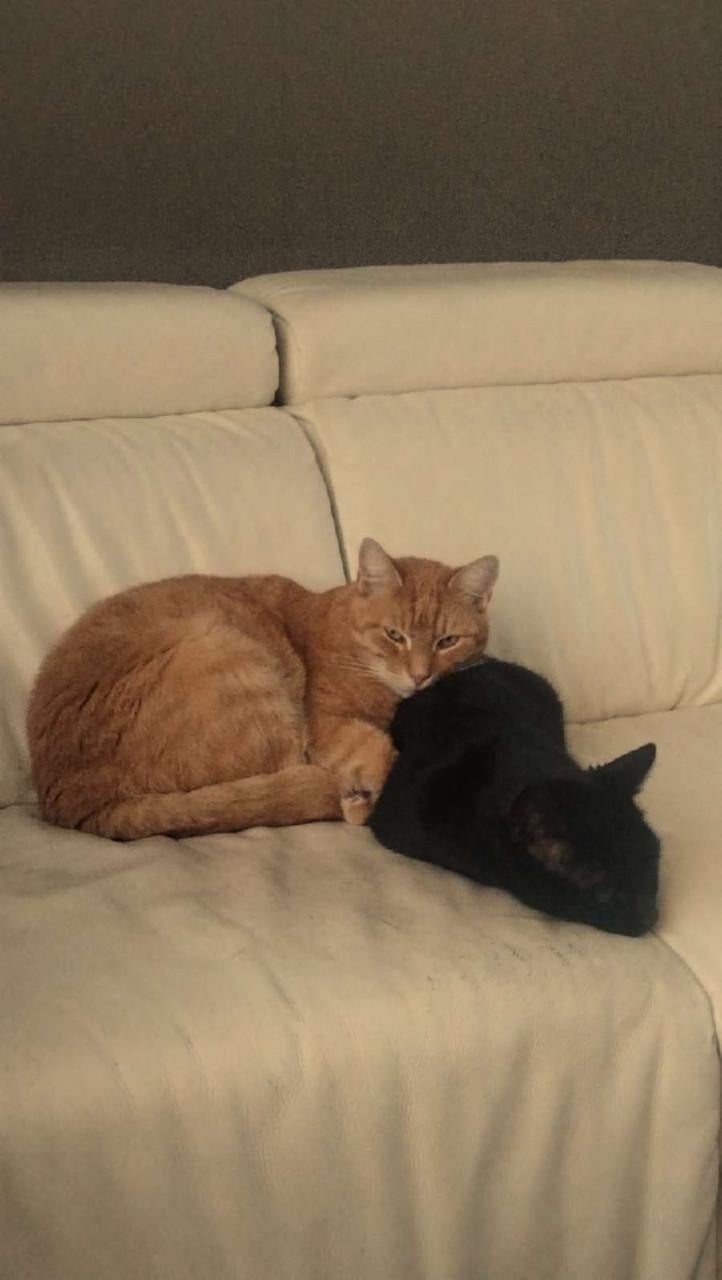 Deze twee broertjes zoeken een leuk nieuw onderkomen