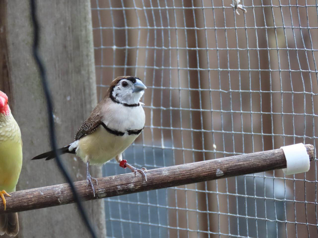 Bichenows koppeltje
