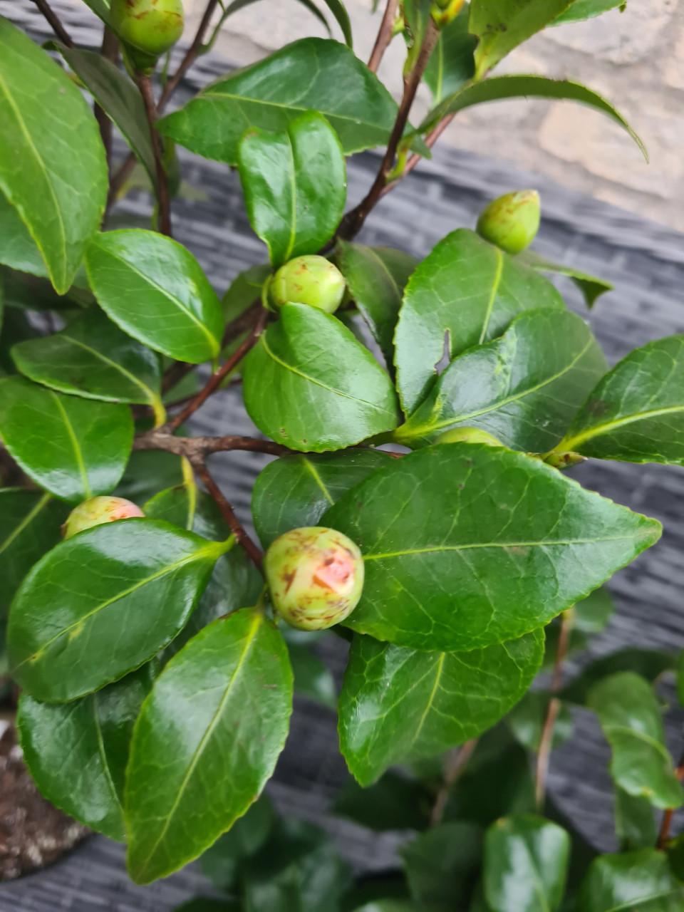 Camelia 'Mary Williams' 80-100 cm
