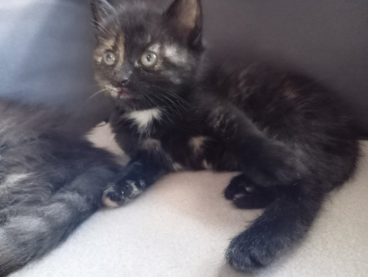 Kittens