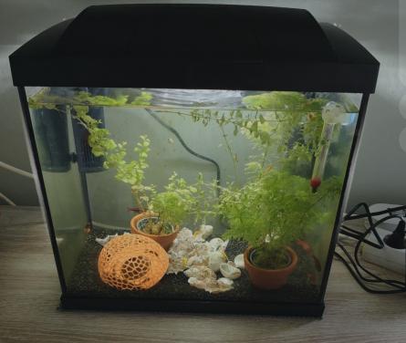 Vissen en aquarium