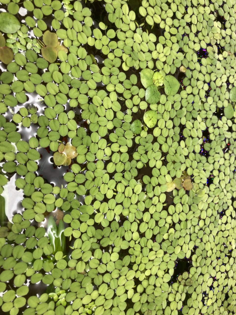 Drijfplanten aquarium of vijver