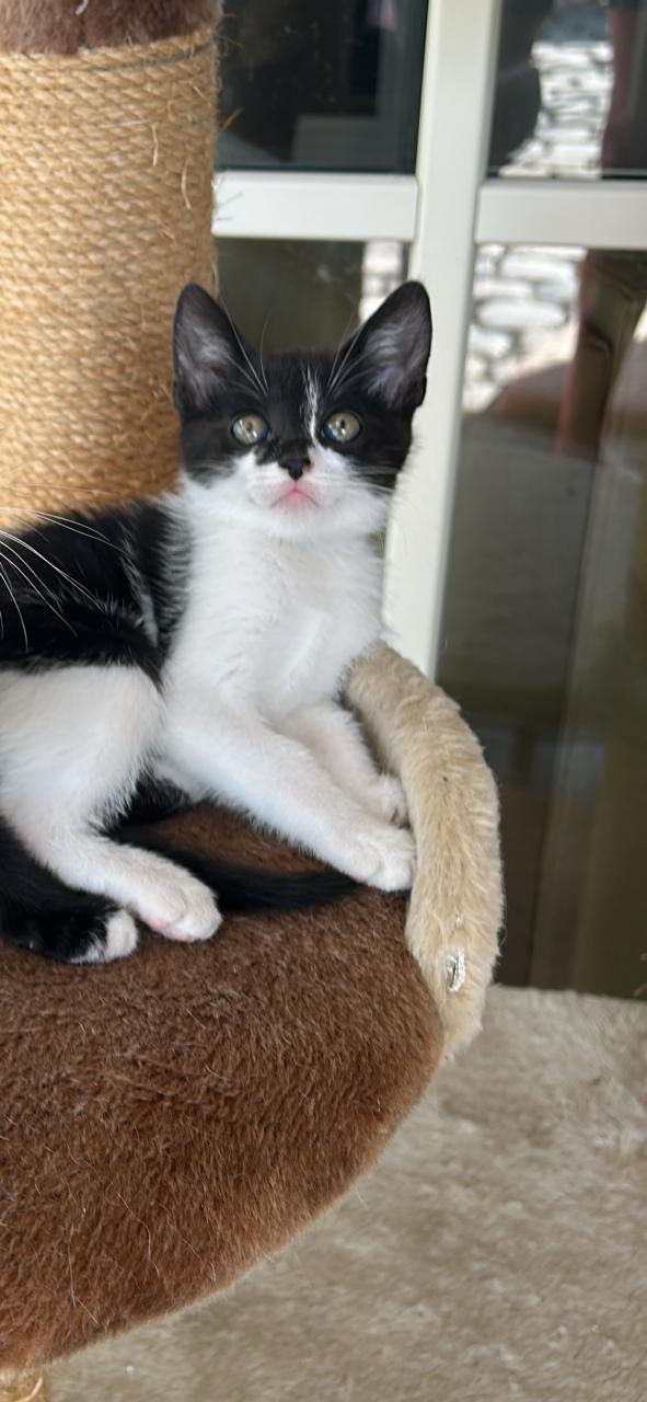 Prachtige kitten🐈‍⬛