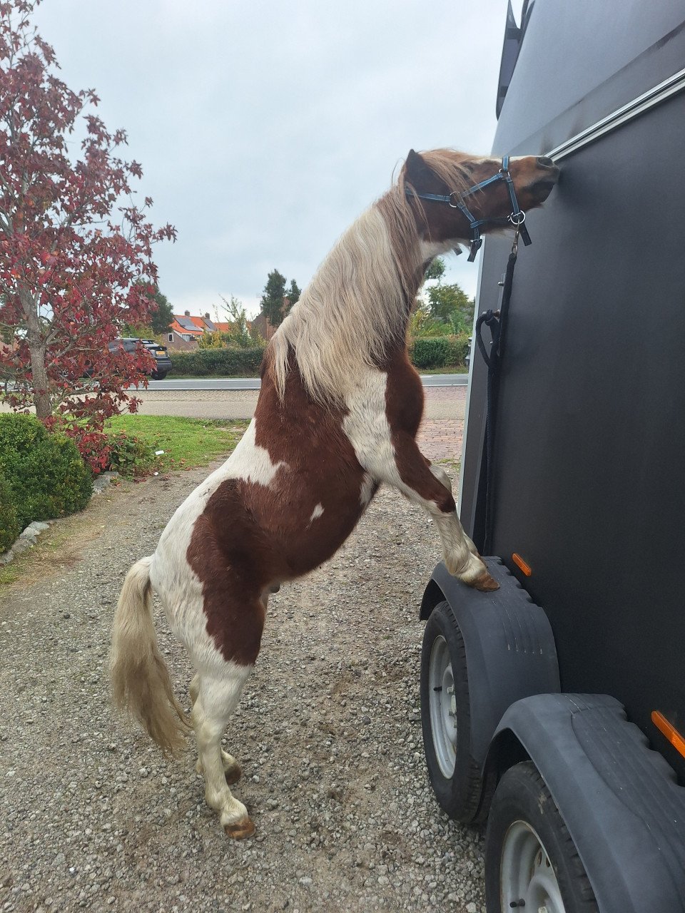Te koop kinder pony
