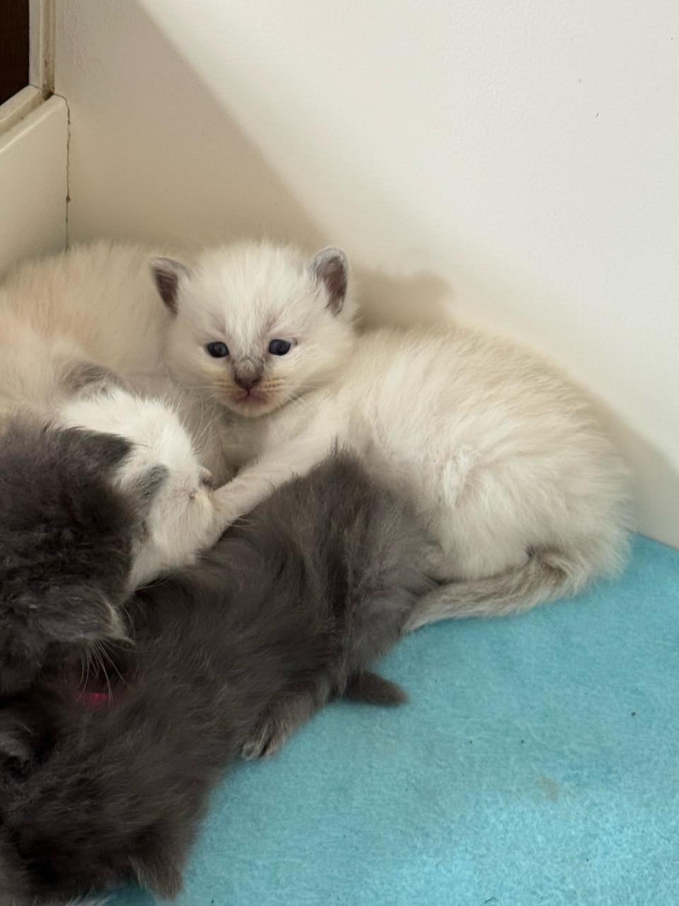 Ragdoll x Nebelung kittens katertjes en poesjes beschikbaar