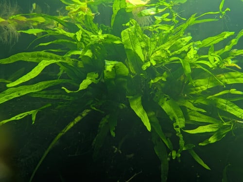 Microsorum Pteropus (normale javavaren)