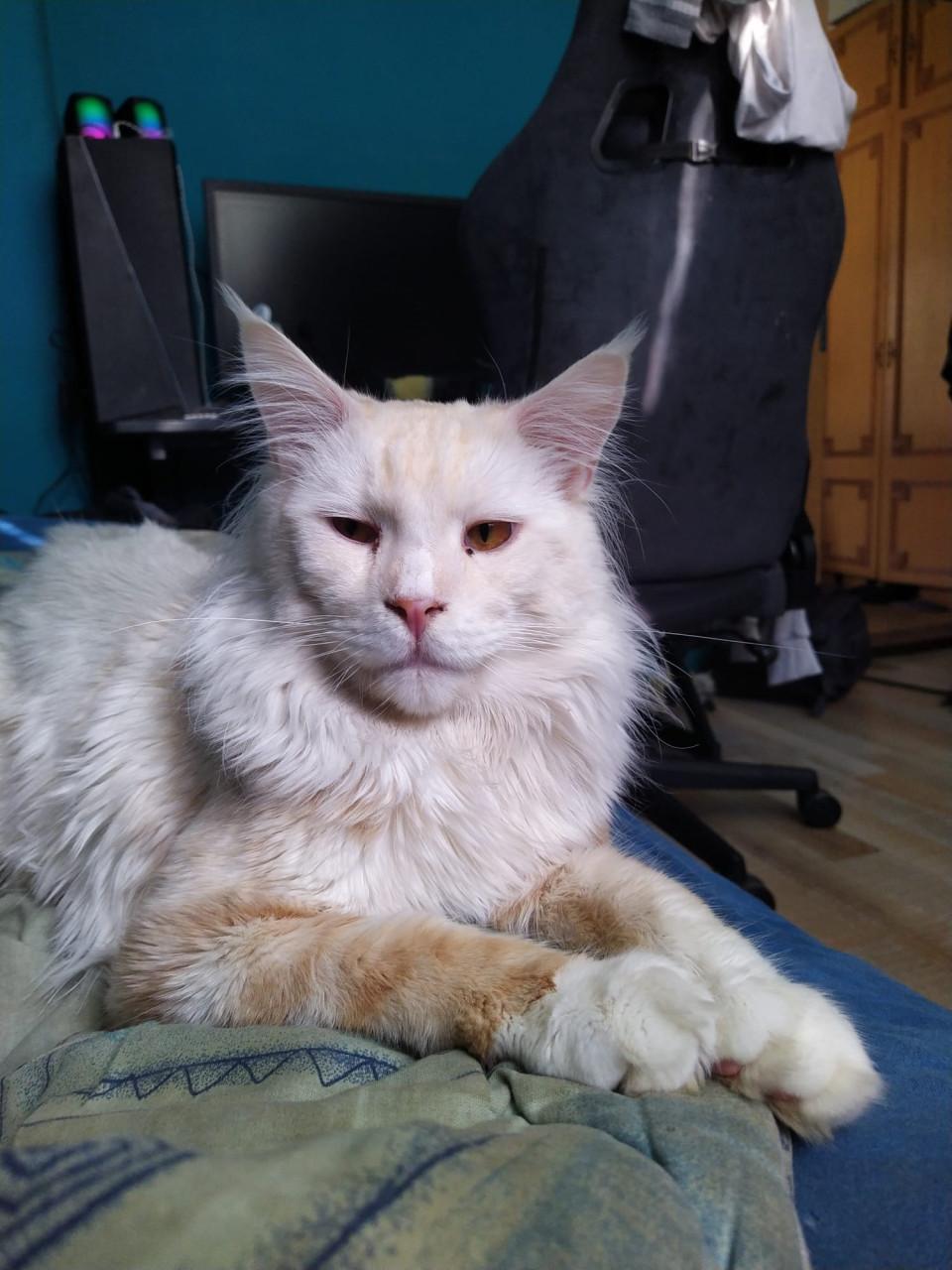 Maine coon kittens met stamboom