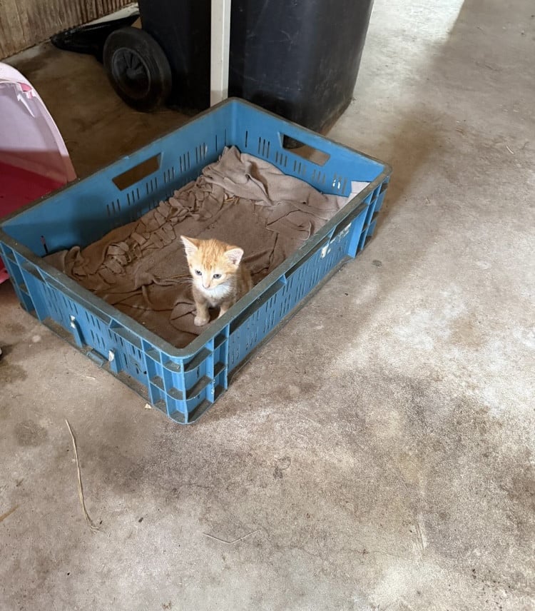 Jonge poesjes