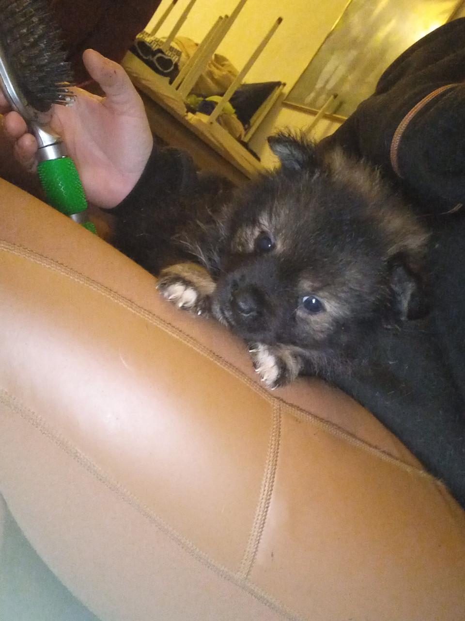 6 pups 5 man 1 vrouw