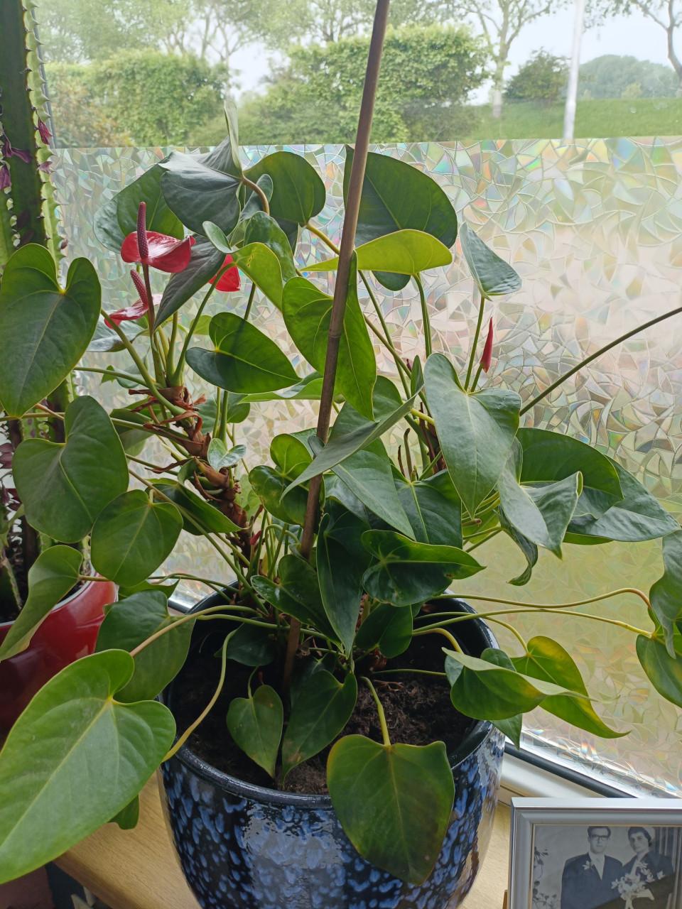 Hrote Anthurium rose kamerplant