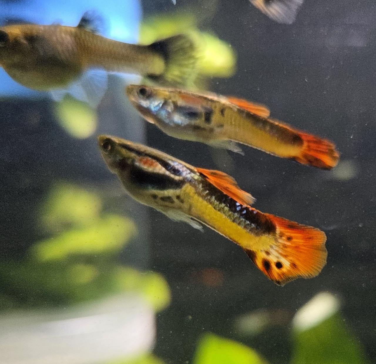 Guppy's