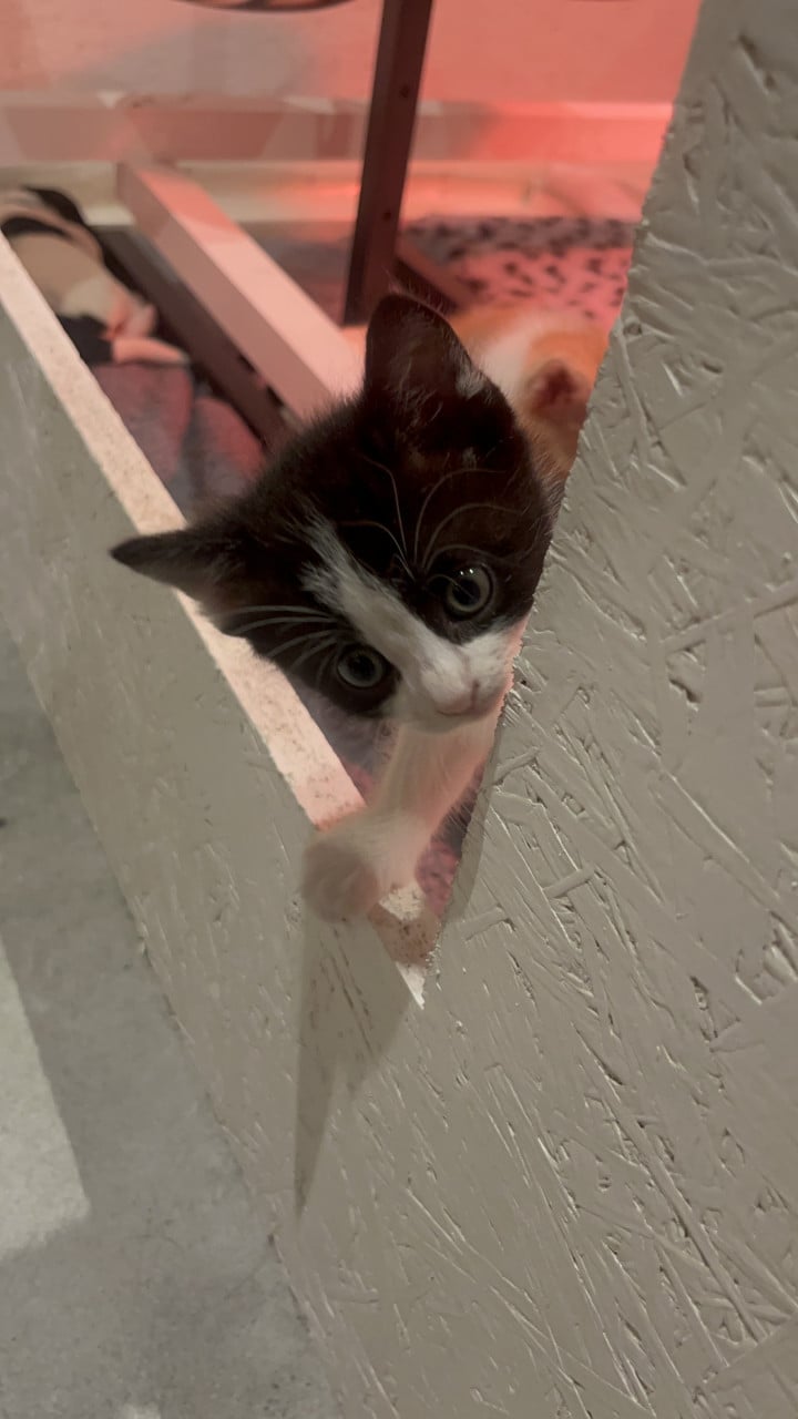 Kitten
