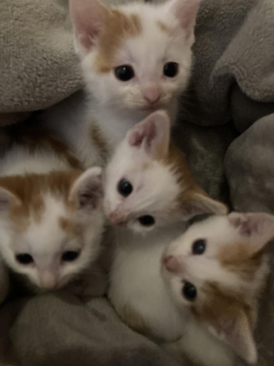 Kittens