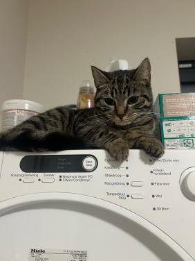 Poes, 11 maanden