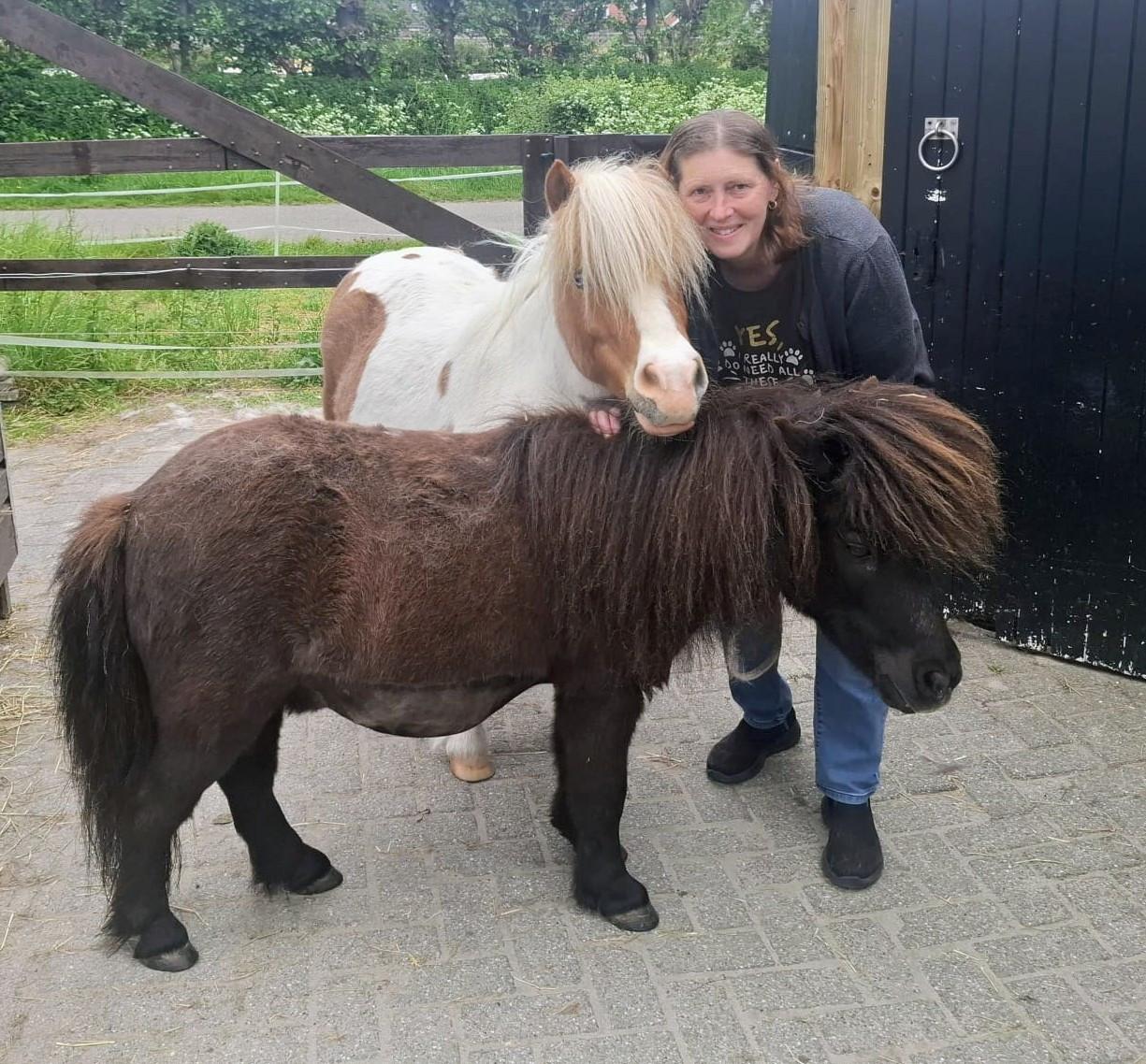 Leuke shetlanders zoeken verzorgster.