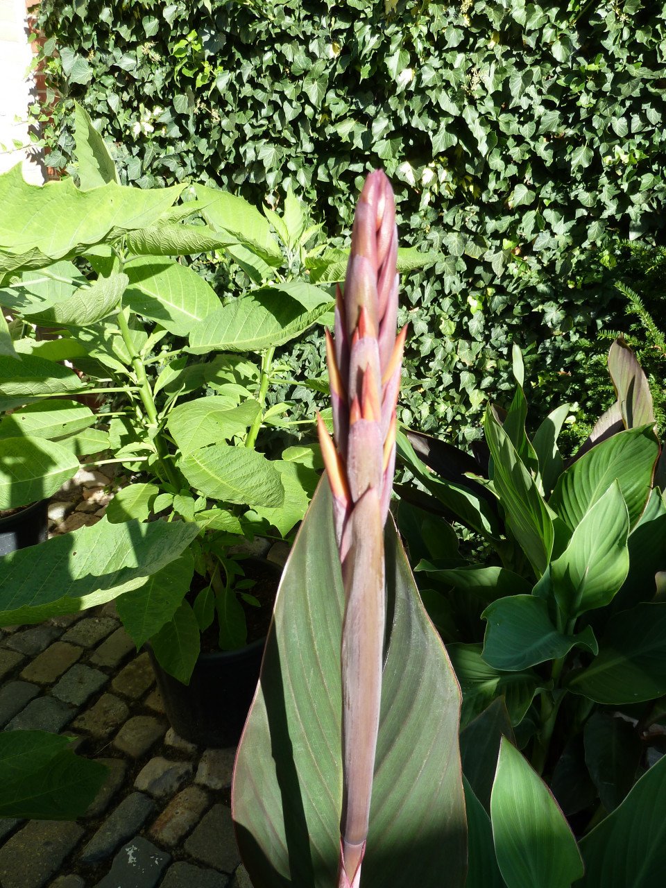BLOEIENDE CANNA