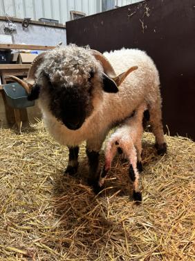 Wallische Schwarsnase ooi