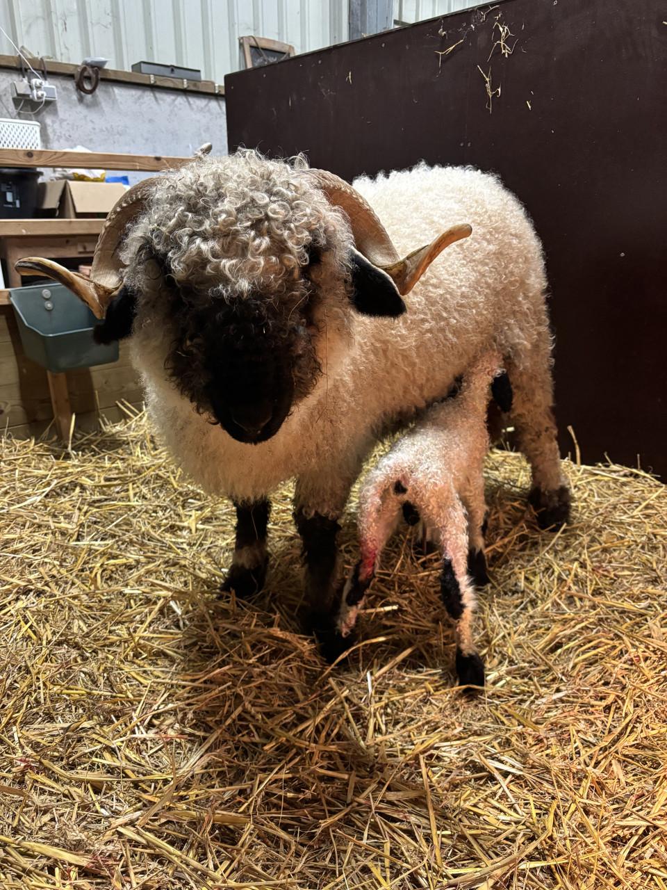 Wallische Schwarsnase ooi