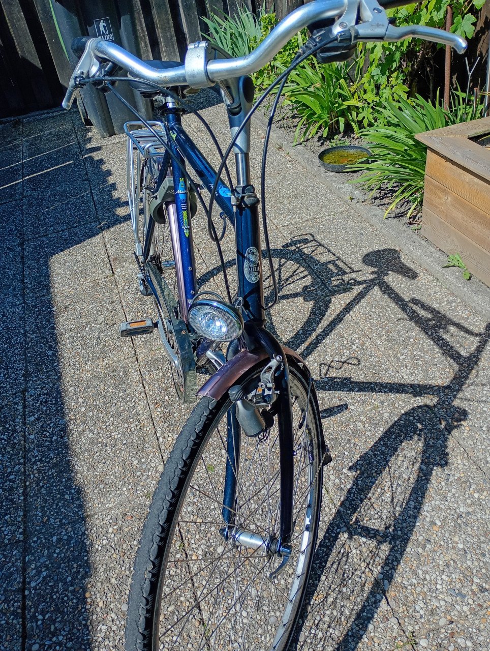Gazelle medeo