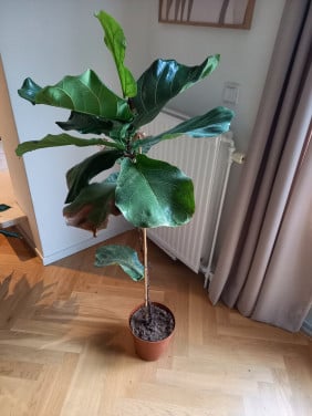 Kamerplant