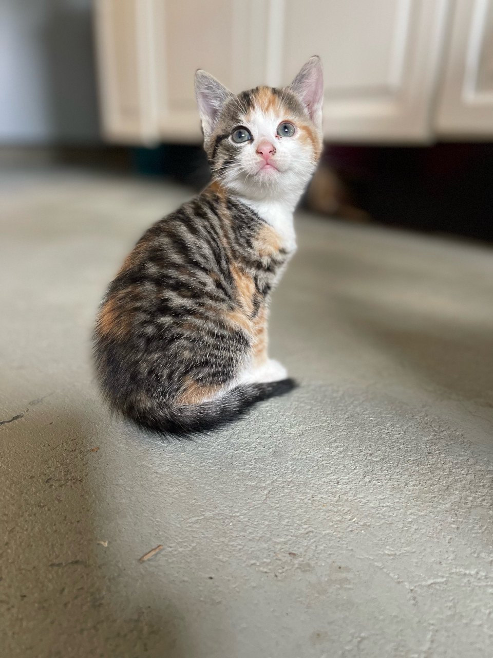 Kittens te koop