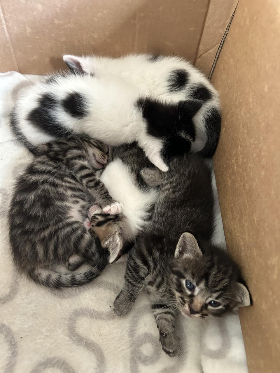 Leuke kittens 🐈‍⬛🐈