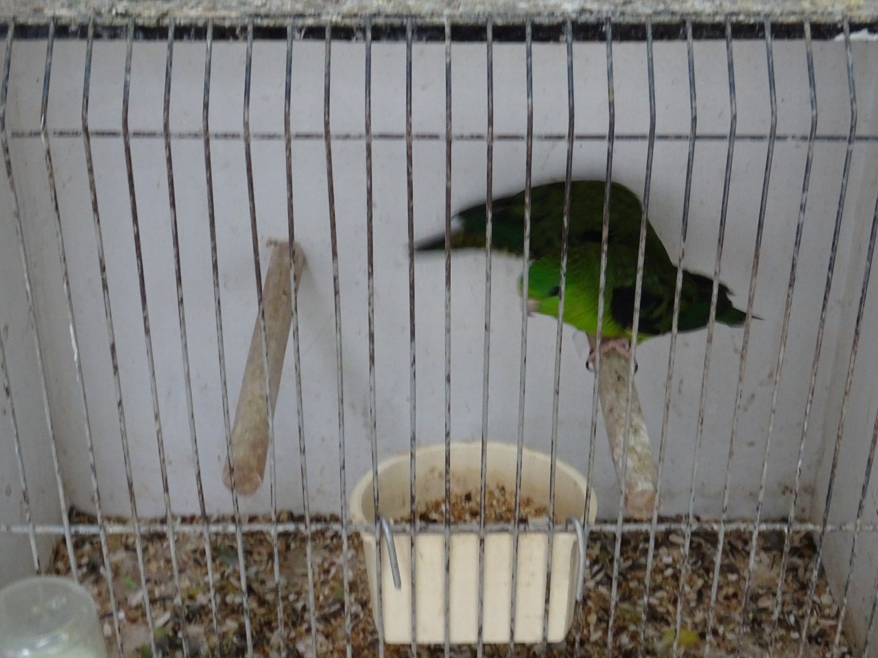 Te koop  koppel  groene broedrijpe Katharina parkieten €40.00