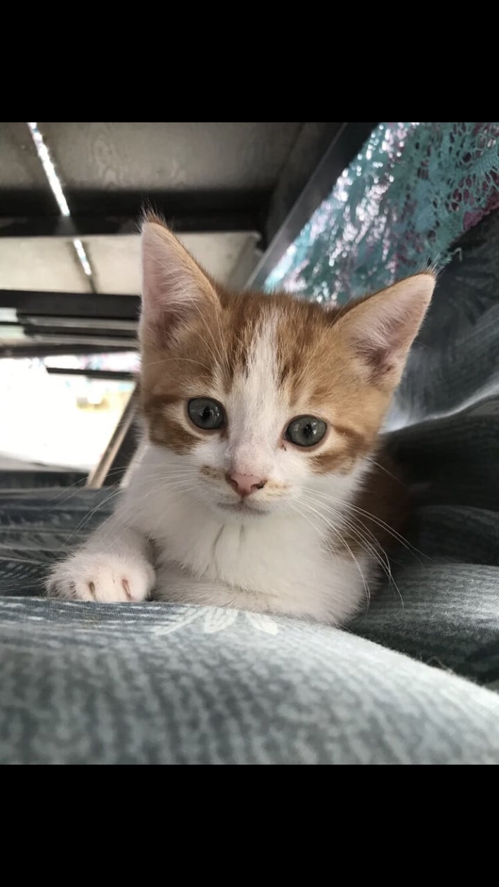 Kittens / Kitten / Katers