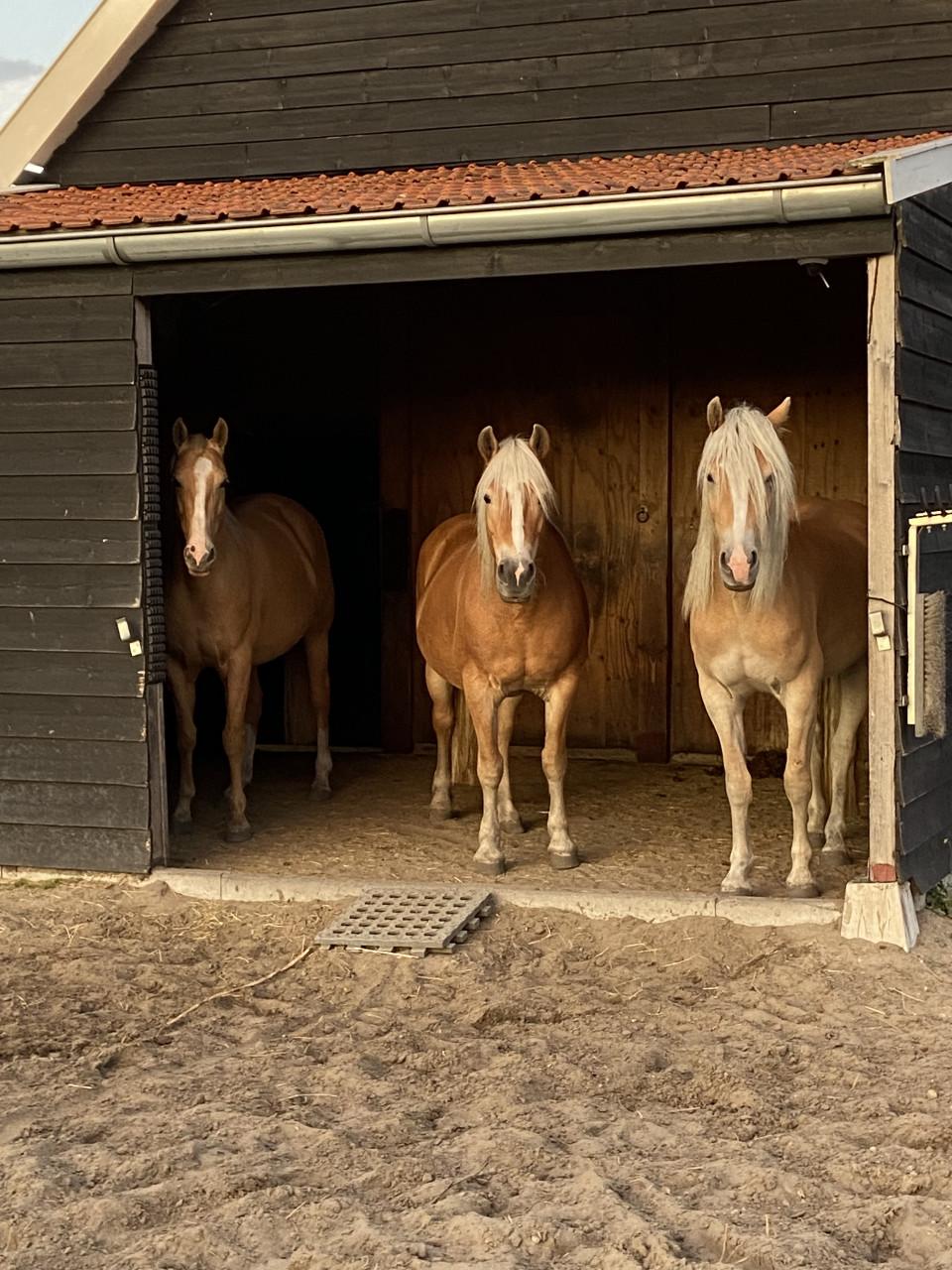 5-jarige Palomino PRE merrie