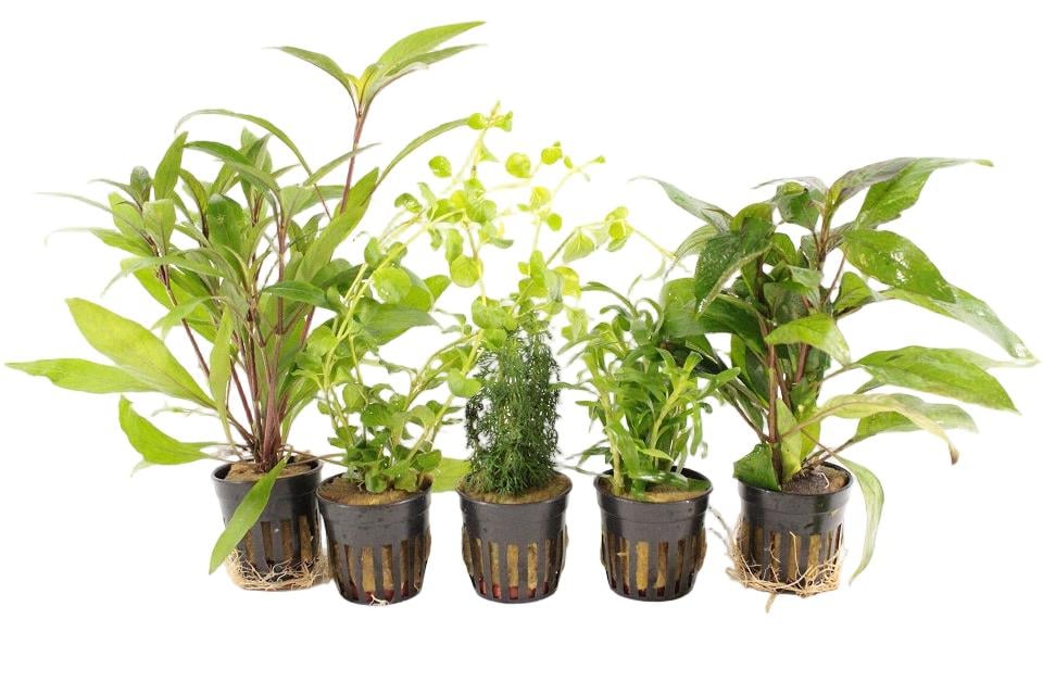 Starter Aquariumplanten Mix – eenvoudig je aquarium groen