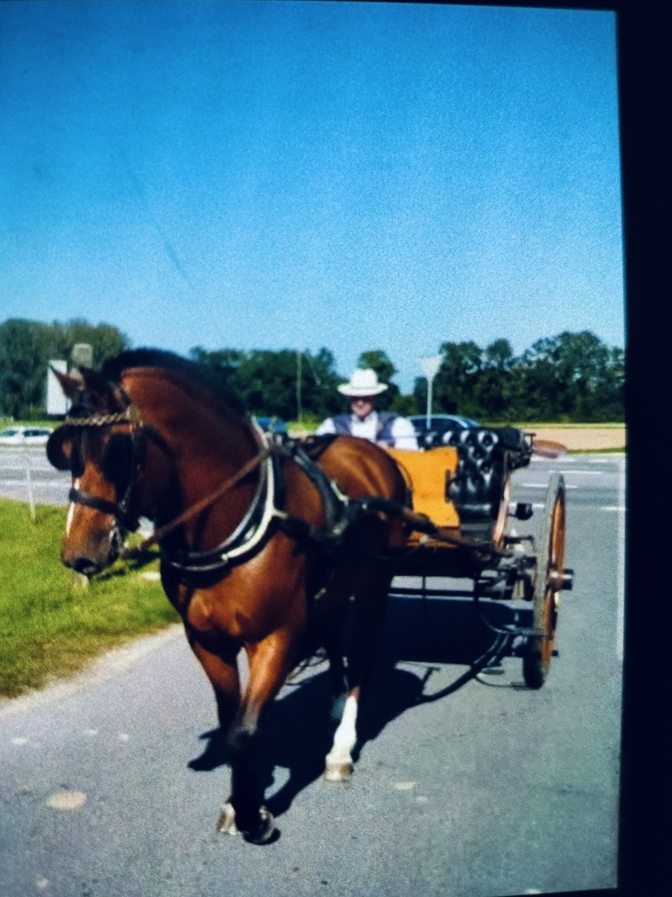 Kruising haflinger x freiberger 21/8/2024 merrie