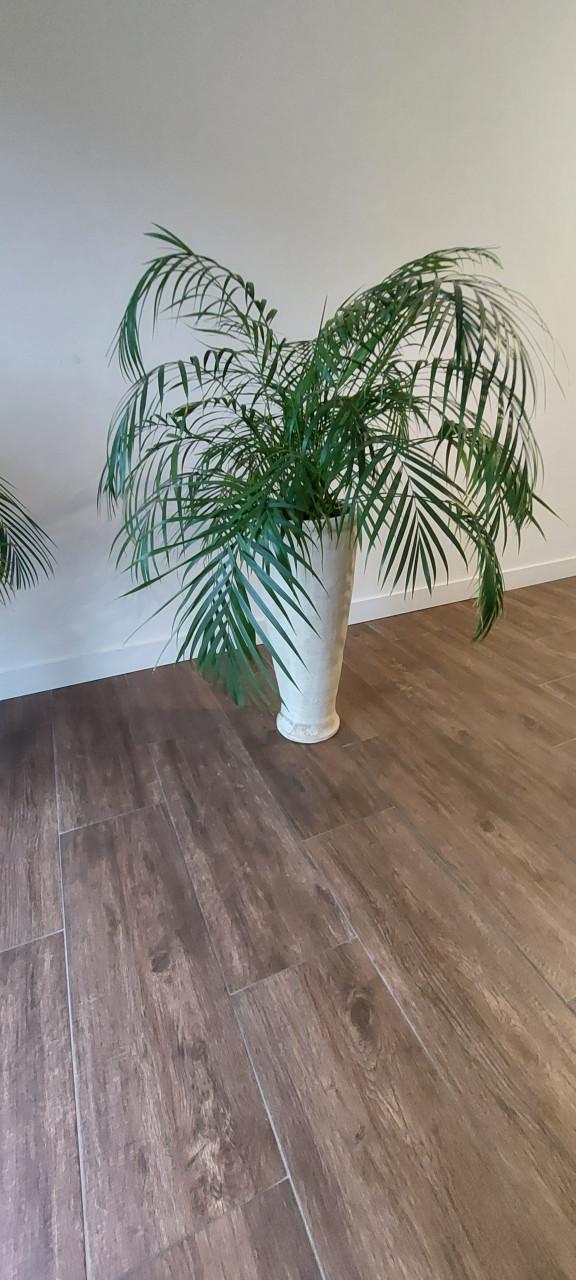 Planten kamerplant Palm