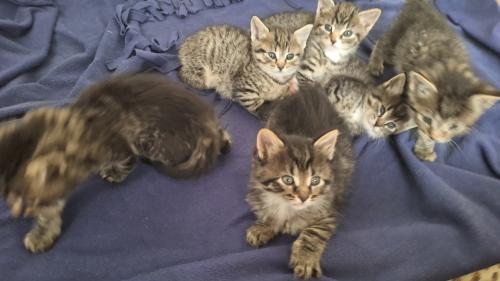 Kittens