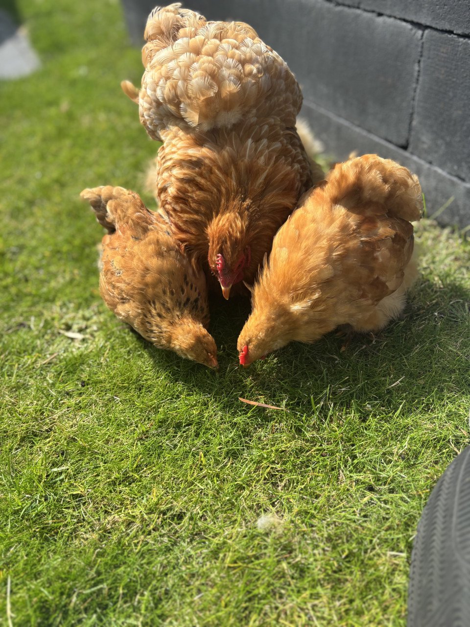 2 jonge cochin krielen