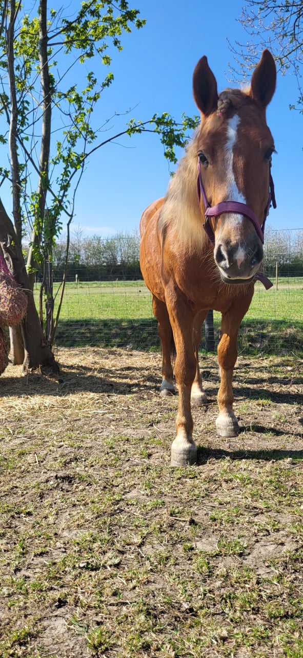 Lieve recreatieve D pony.