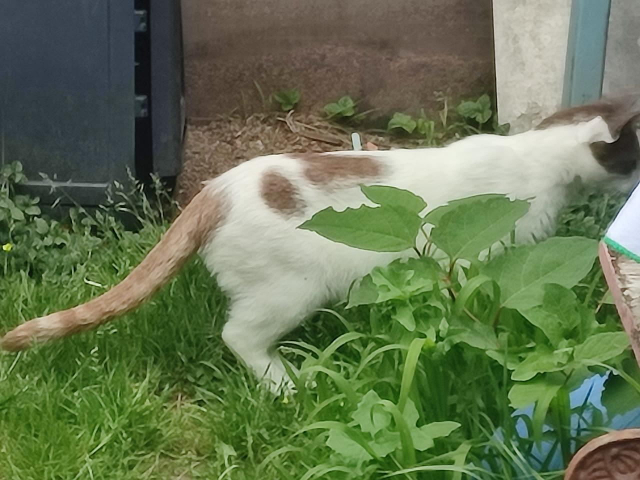 Van wie is deze kat?(Paauwenburg Vlissingen.)