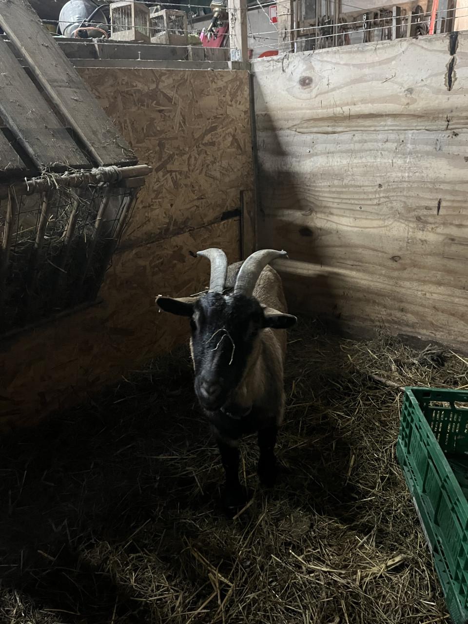 Dwerggeit moet zsm weg ivm geen maatje