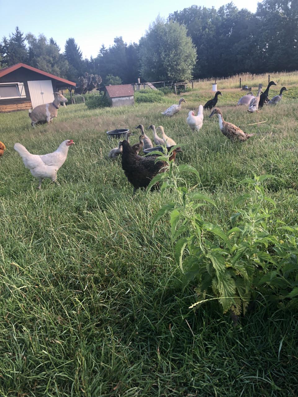 Jonge Indische loopeendjes! Natuurbroed !