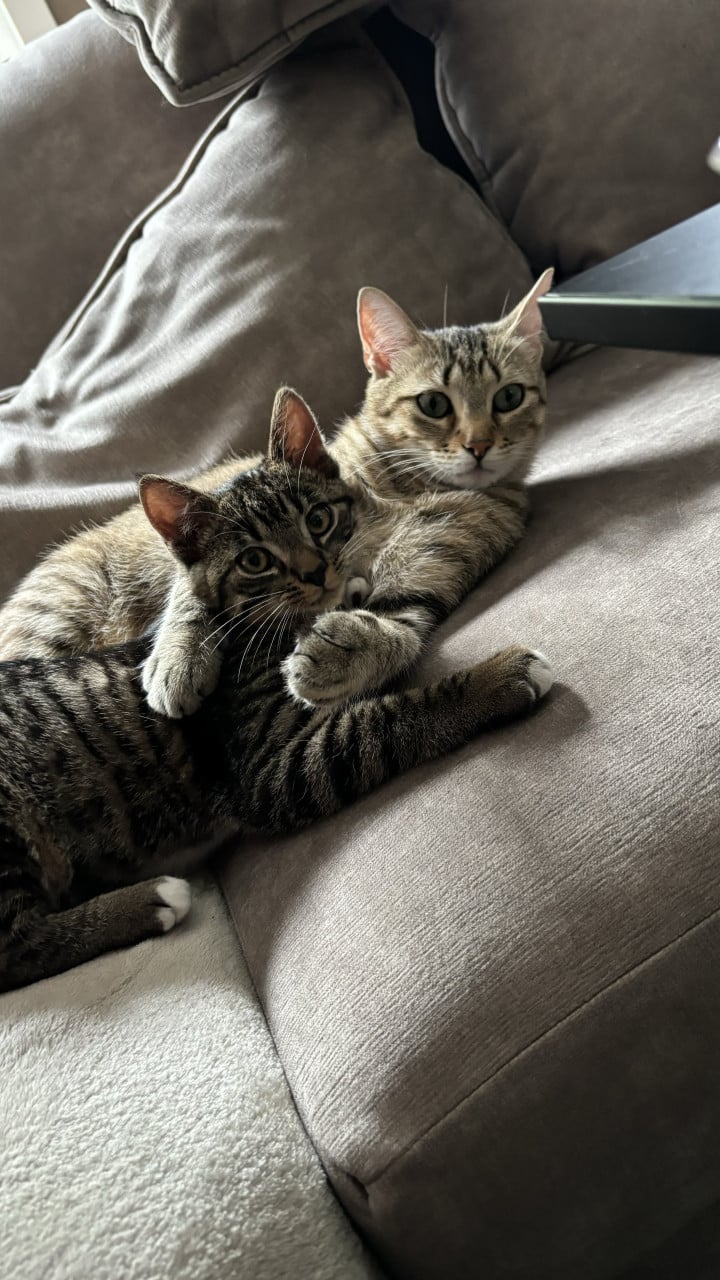 2 super lieve katten