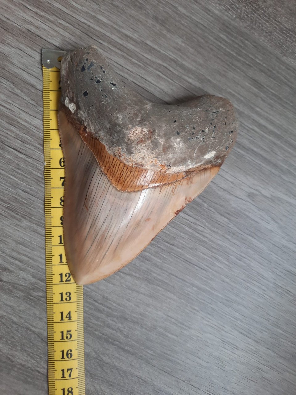 Megalodon haaien tand