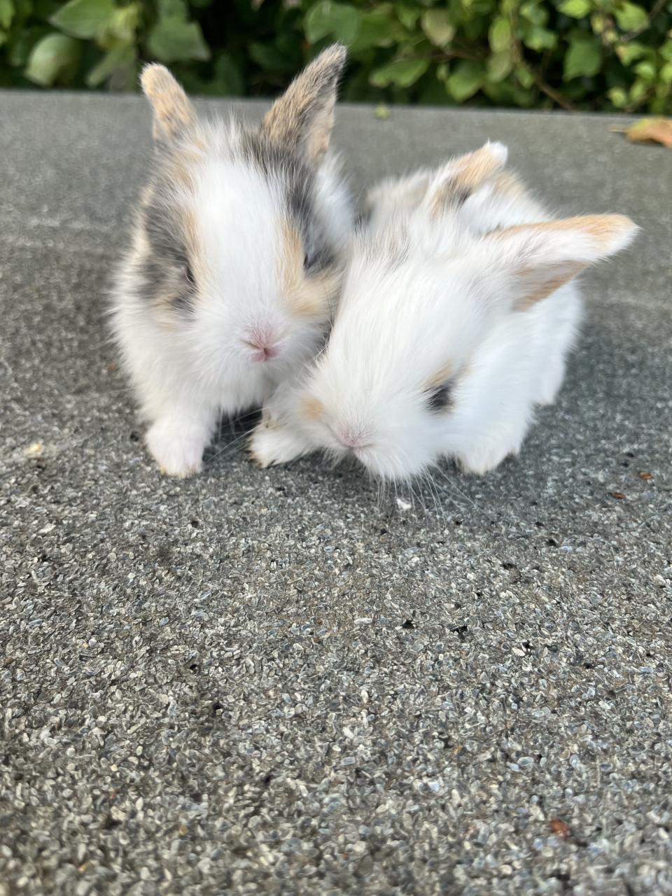 Baby konijntjes