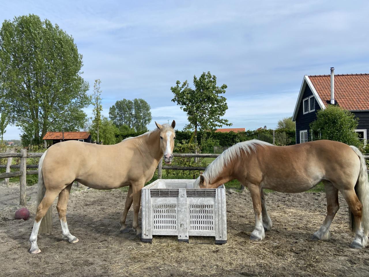 5-jarige Palomino PRE merrie