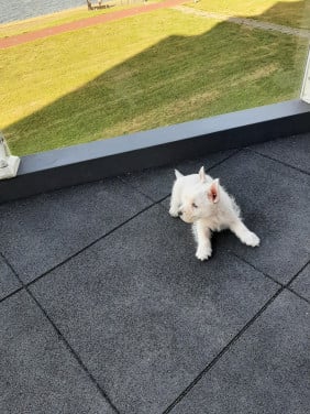 West highland White Terrier