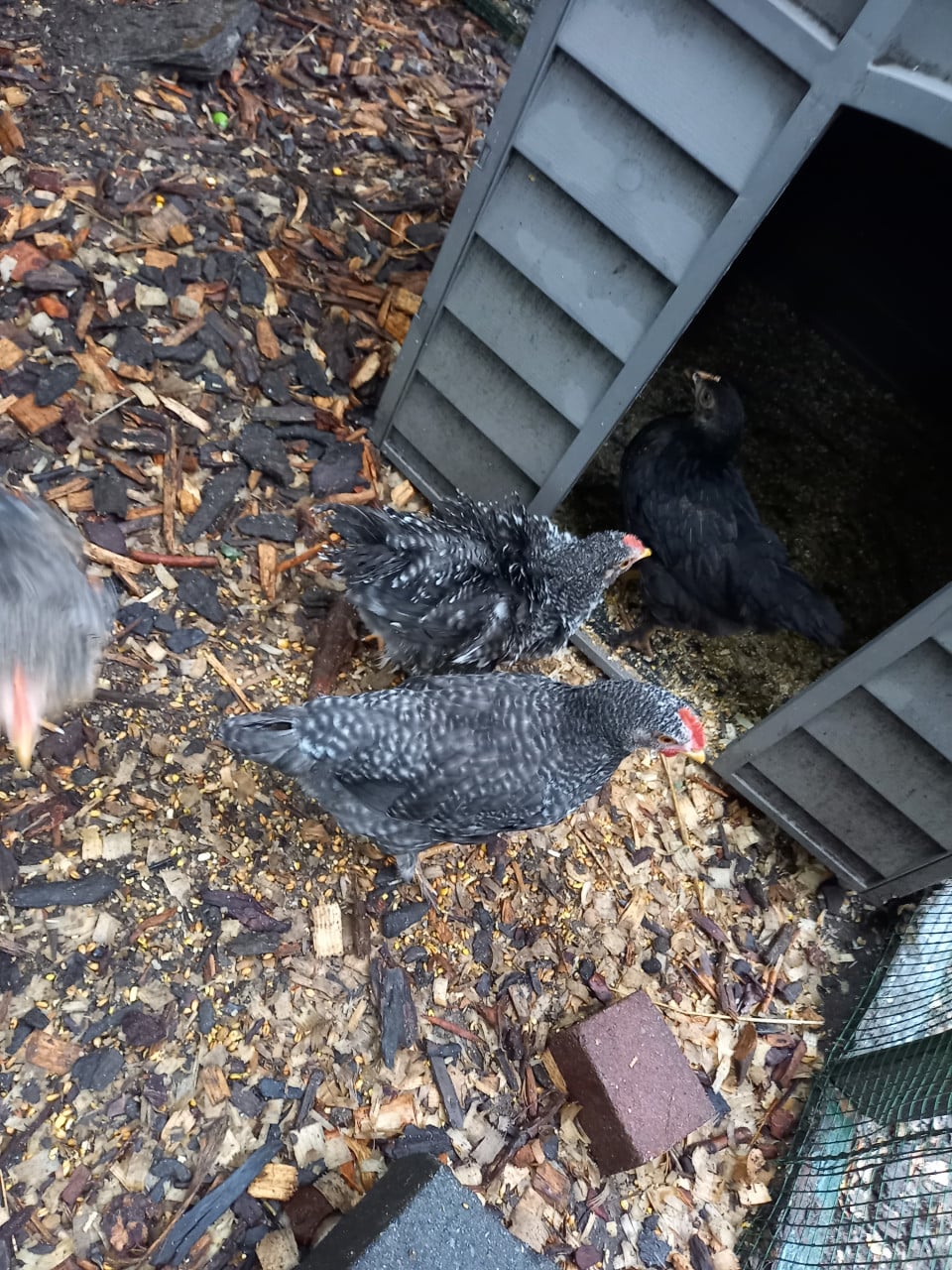 JONGE KIPPEN (groothoender krulveer cochin X legkippen)