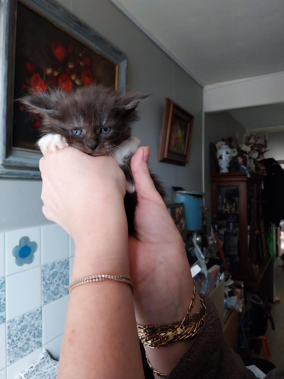 Prachtige Maincoon kittens